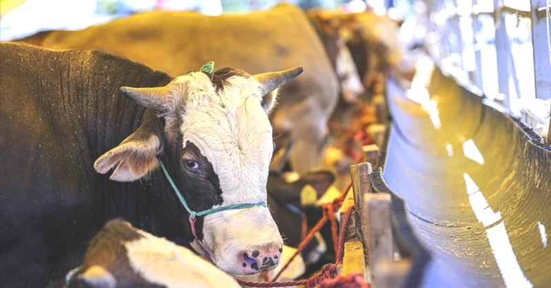 Kurban Bayramı 2026 Tarihleri Açıklandı! Uzun Tatil Fırsatını Kaçırmayın!